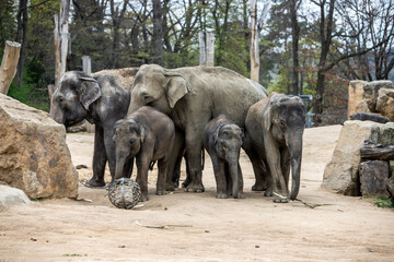 Elephants with a baby elephant