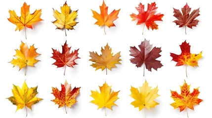 Fototapeta premium Colorful autumn leaves set isolated on white background Al Generative 