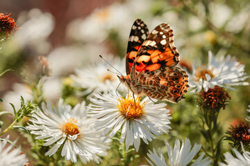 Butterfly Scoters feeds on nectar on white flowers in the autumn garden