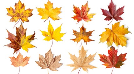 Obraz premium Colorful autumn leaves set isolated on white background Al Content