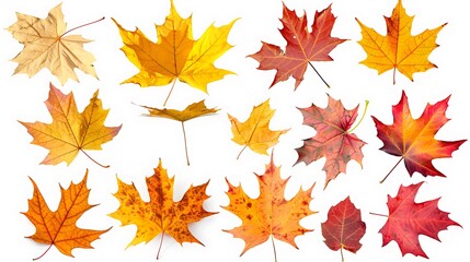Fototapeta premium Colorful autumn leaves set isolated on white background Al Content