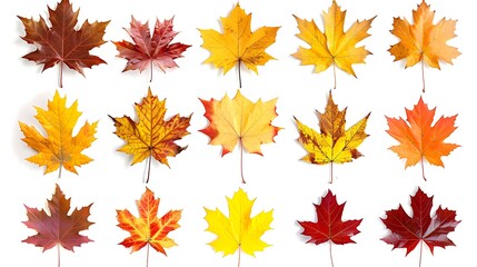 Fototapeta premium Colorful autumn leaves set isolated on white background Al Content