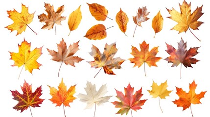 Colorful autumn leaves set isolated on white background Al Content