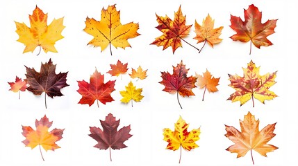 Fototapeta premium Collection of autumn leaves isolated on transparent background 