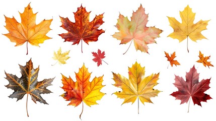 Fototapeta premium Collection of autumn leaves isolated on transparent background 