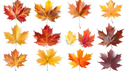 Fototapeta premium Collection of autumn leaves isolated on transparent background 