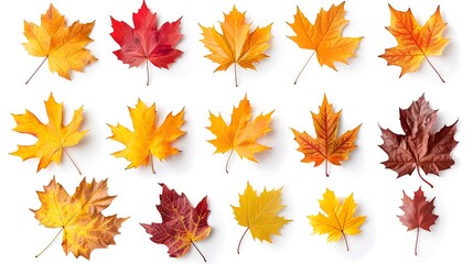 Fototapeta premium Collection of autumn leaves isolated on transparent background 