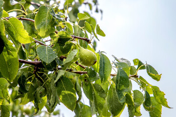 Green pear hanging from tree branches with a rain drops