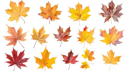 Fototapeta premium Collection of autumn leaves isolated on transparent background 