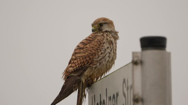 A falcon bird is perched on a pole next to a street sign. The bird is brown and has a yellow beak. The sky is cloudy and the bird appears to be looking up