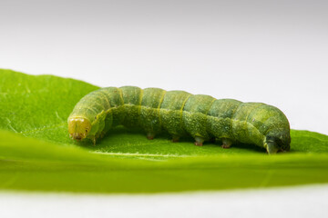 A green caterpillar on a leaf