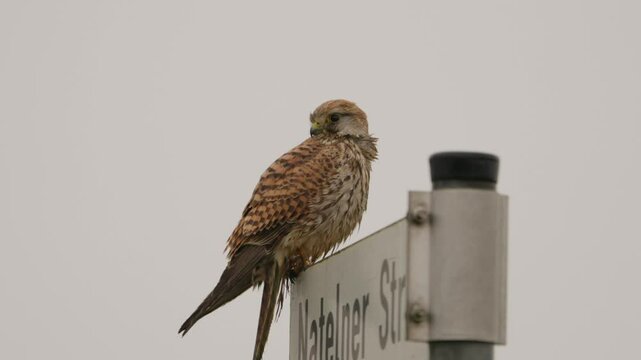 A bird falcon is sitting on a pole next to a sign