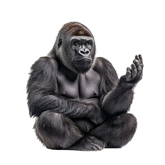 Gorilla is thinking and meditating isolated on transparent background.