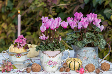 romantisches Herbst-Arrangement mit pink Alpenveilchen, Kürbissen und Kerze	