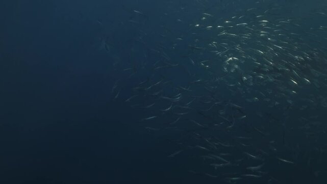 A lively pod of common dolphins hunting fish in open ocean waters during the annual Sardine Run off coast of Port St Johns, Eastern Cape, South Africa. Underwater world, wild nature. Shiny silver fish