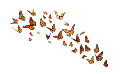 Monarch flying butterflies on transparent background.