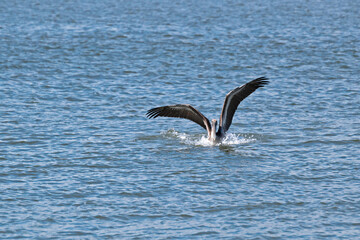 Brown Pelican splashes down, lands in water, with wings up.