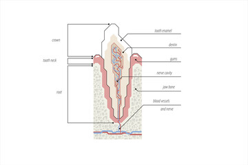 Modern style line illustration of a tooth cross section on a white background. With English explanation.