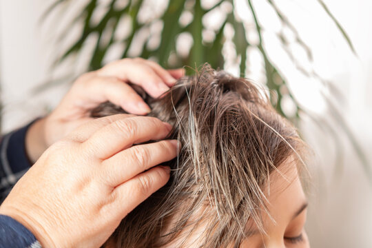 Close-up child's head with female hands searching for lice and nits in hair, regular hygiene and pest control, Pediculosis