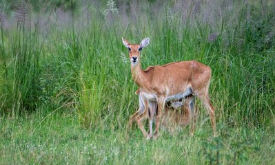 young impala suckling on its mother at Murchison falls National park in Uganda