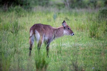 waterbuck antelope in the grassland of Murchison falls national park in Uganda