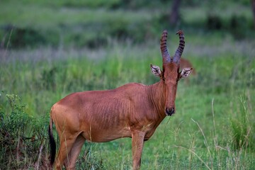 Hartebeest antelope at the savannah at Murchison falls park in Uganda