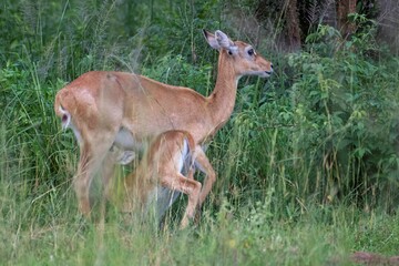 young impala suckling on its mother at Murchison falls National park in Uganda