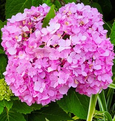 Beautiful Close Up Flower