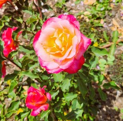 Beautiful Close Up Flower