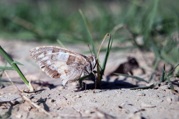 A hermit butterfly resting on dry soil. Camouflage in nature. Camouflage of an insect on ground.