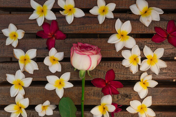 flowers on wooden background, rose and frangipani