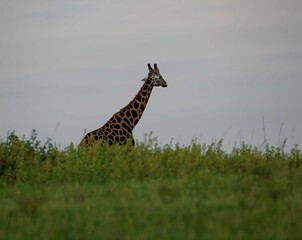 Giraffe in the savannah of the Murchison Falls National Park in Uganda