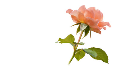 inside right, beautiful orange roses on rose branch and green leaves, on white background, love,...