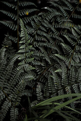 fern leaf on black