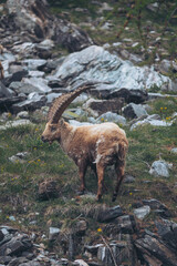 Ibex of the Maritime Alps (Cuneo, Piedmont, Italy).  northwestern alps. deer horn landscape mountain wildlife. Wild mountain goat in its typical habitat in the Italian Alps.