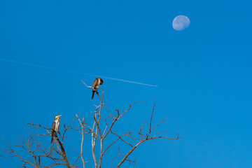 A Cormorant Sitting in a Leafless Tree is Keeping Its Head Low as if It Were Afraid to Be Hit by the Plane