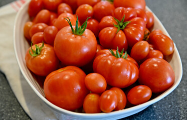 Fresh harvested home grown organic tomatoes for vegetarian healthy meals, sauces and salsas.