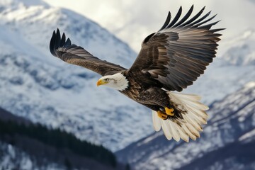 Majestic Bald Eagle in Flight