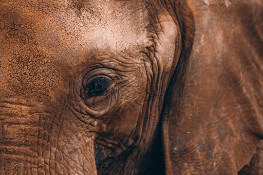 Elephat, eye, scattered eye. Close view elephant eye