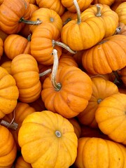 Closeup of decorative 'Wee B Little' mini pumpkins