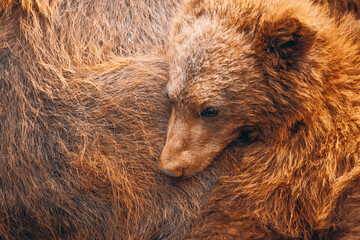 Cute brown bear cub. Close photo. Real image.  Grizzly