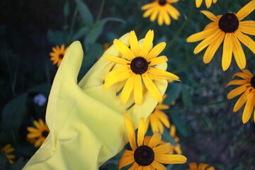 Hand in a yellow glove with a plant on a green background. Echinacea