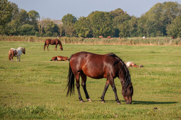 Obraz premium An der Nordseeküste in Ostfriesland
