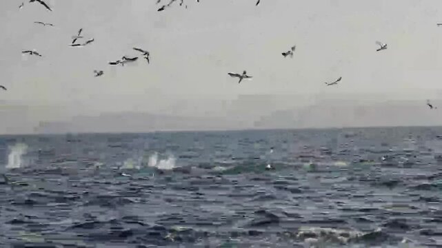 Northern gannet birds (Morus bassanus) dive from the air to open sea hunting sardinr fish. Amazing wild birds of South Africa. Sardine run in Wild Coast. Gannets and cormorants swaying on waves