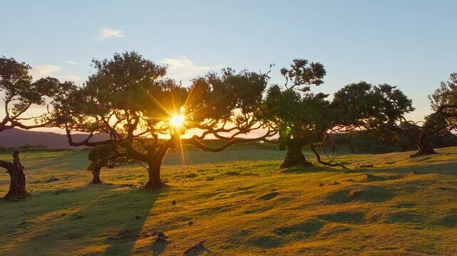 Aerial drone shot of flying above til trees in idyllic Fanal Laurisilva forest on sunset. Madeira island, Portugal. Slide trucking shot