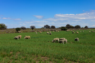 Fototapeta premium Sheep in rural landscape, La Pampa Province, Patagonia,Argentina
