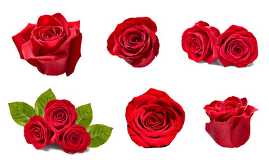 flower rose petal blosspm background