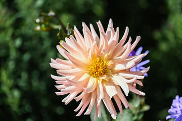 Flowers at Hampton Court Palace in  London, UK, 15 September 2024
