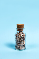 Seashells in a glass bottle with a cork stopper on a blue background