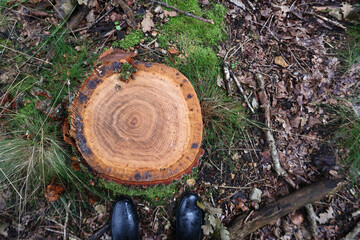 Cut down trees in the forest